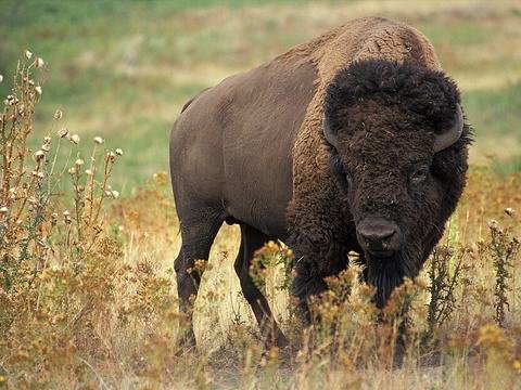 American bison in grassland